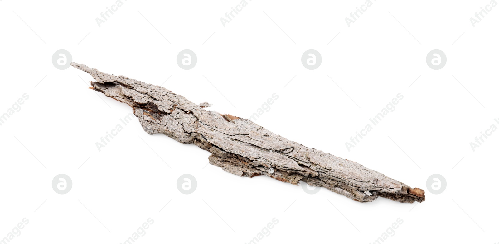 One piece of tree bark isolated on white Photo of One piece of tree bark isolated on white