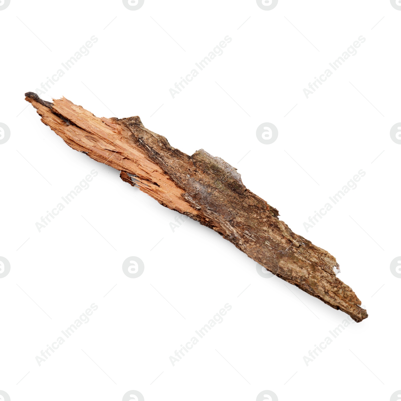 One piece of tree bark isolated on white Photo of One piece of tree bark isolated on white