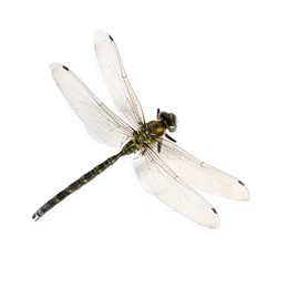 Photo of One dragonfly isolated on white. Beautiful insect