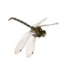 Photo of One dragonfly isolated on white. Beautiful insect