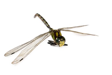 One dragonfly isolated on white. Beautiful insect