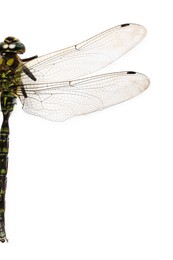 Photo of One beautiful dragonfly isolated on white, top view