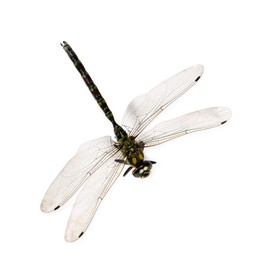 Photo of One beautiful dragonfly isolated on white, top view