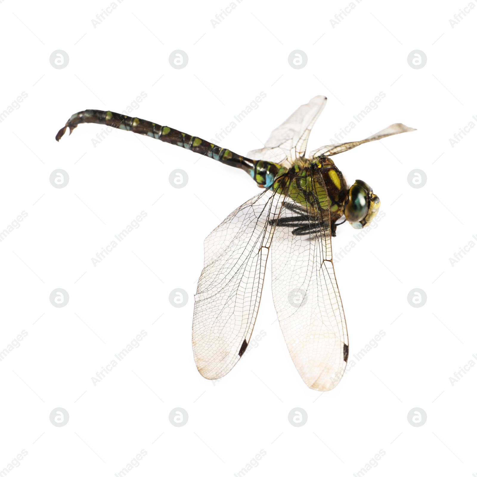 Photo of One dragonfly isolated on white. Beautiful insect