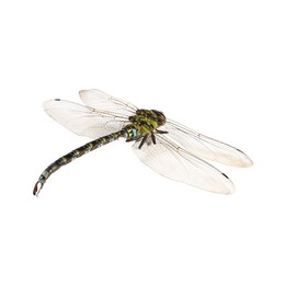 One dragonfly isolated on white. Beautiful insect