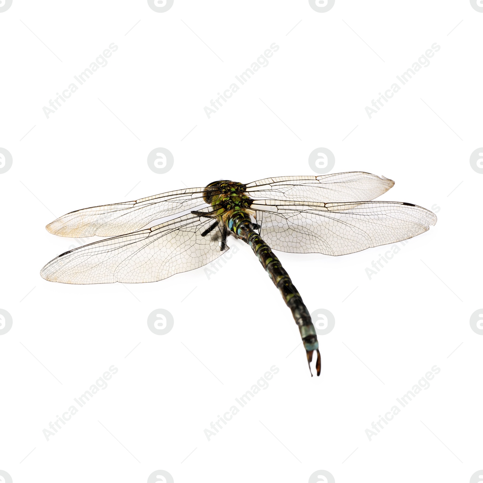 Photo of One dragonfly isolated on white. Beautiful insect