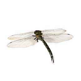 One dragonfly isolated on white. Beautiful insect