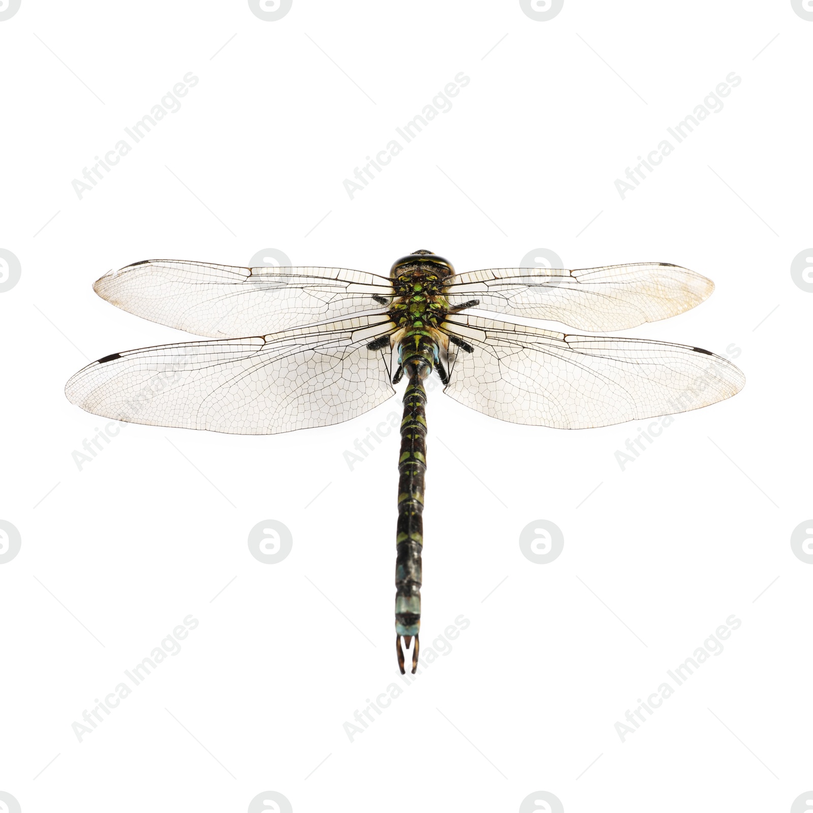 Photo of One dragonfly isolated on white. Beautiful insect