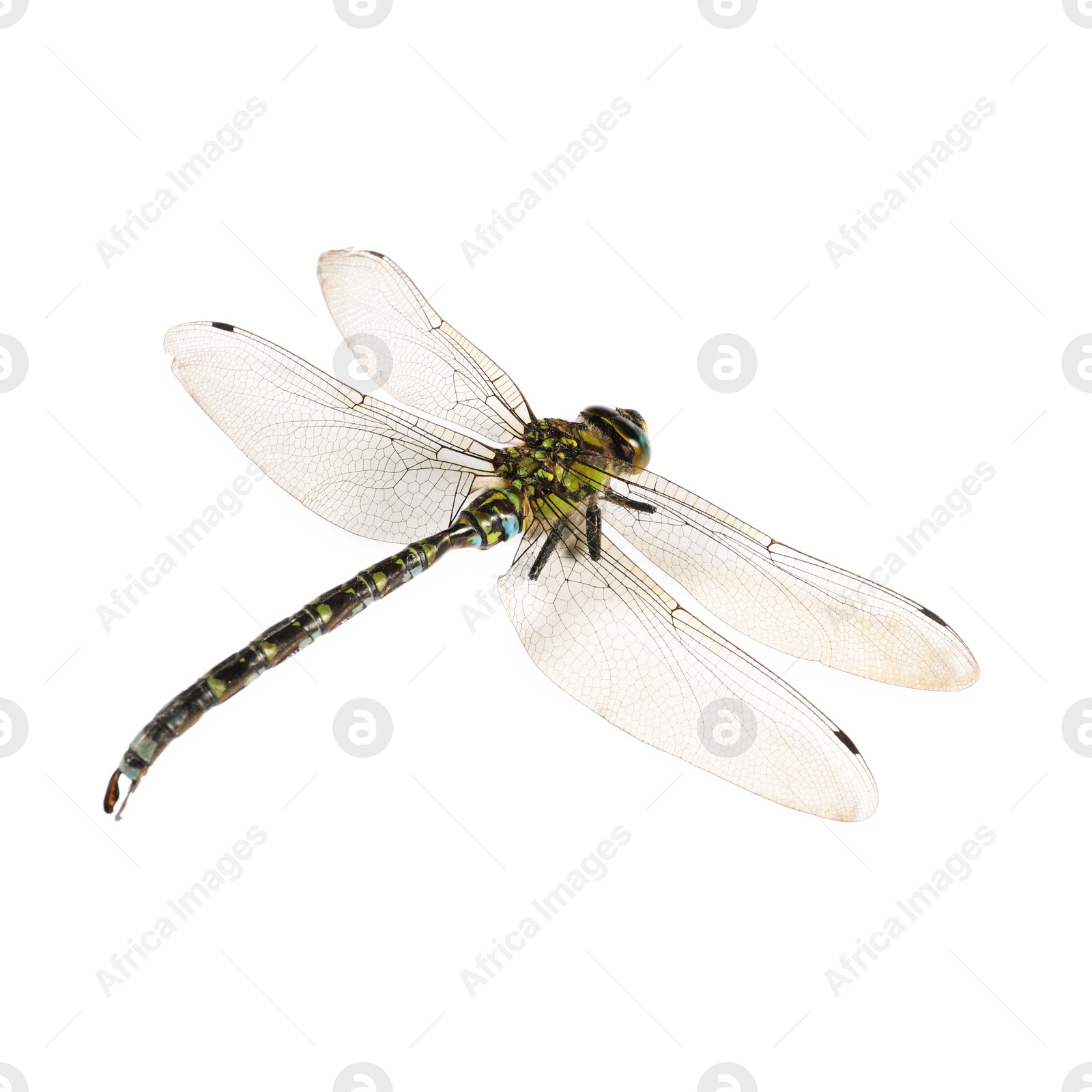 Photo of One dragonfly isolated on white. Beautiful insect