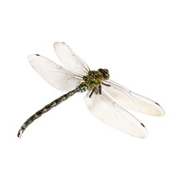 Photo of One dragonfly isolated on white. Beautiful insect