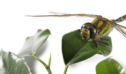 Photo of One beautiful dragonfly and green leaves isolated on white