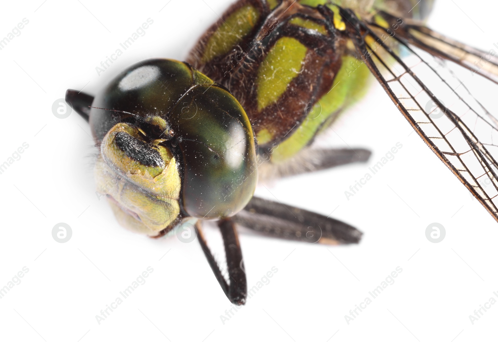 Photo of One beautiful dragonfly isolated on white, macro view