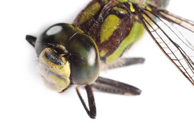 One beautiful dragonfly isolated on white, macro view