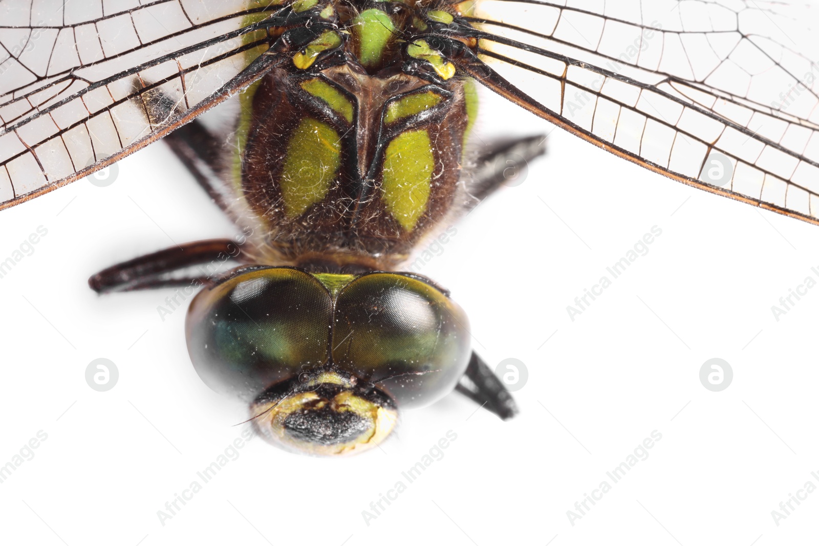 Photo of One beautiful dragonfly isolated on white, macro view