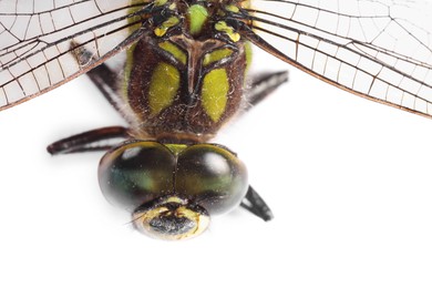 One beautiful dragonfly isolated on white, macro view