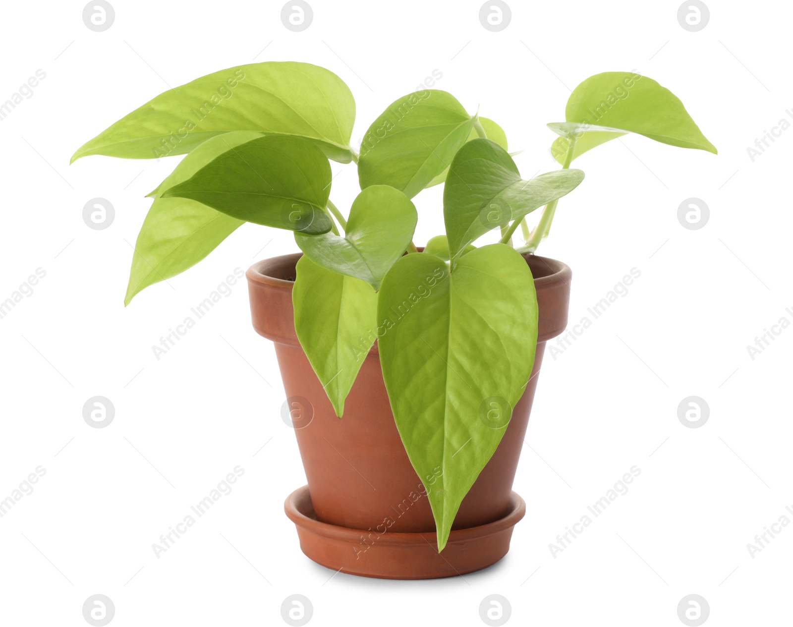 Photo of Beautiful houseplant with green leaves in pot isolated on white