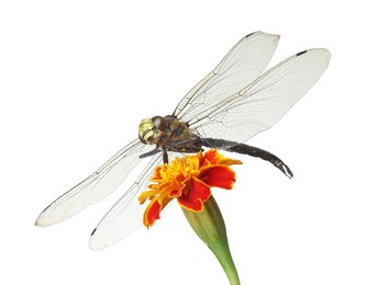 Beautiful dragonfly on flower against white background