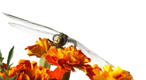 Beautiful dragonfly on flower against white background