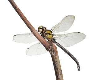 Photo of Beautiful dragonfly on branch against white background