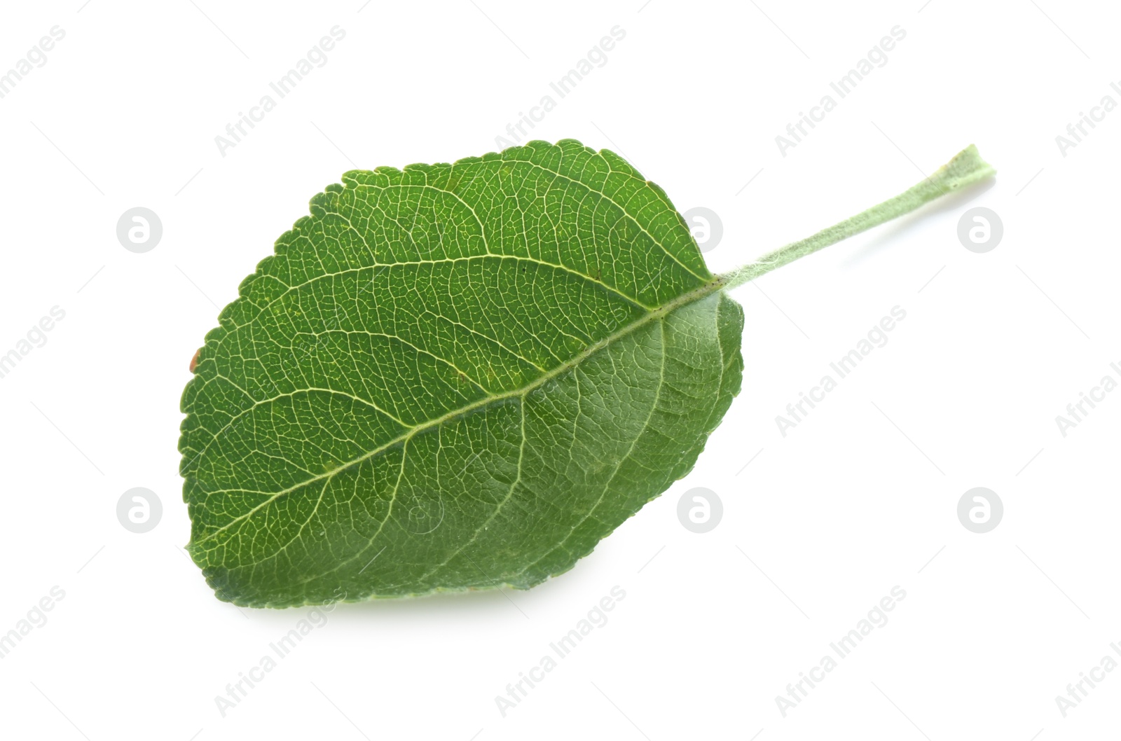 Photo of One fresh apple tree leaf isolated on white