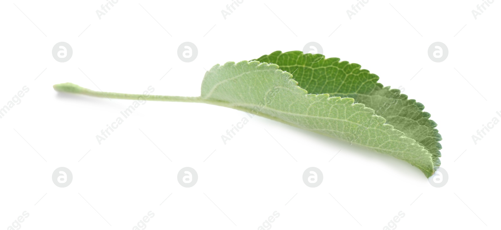 Photo of One fresh apple tree leaf isolated on white