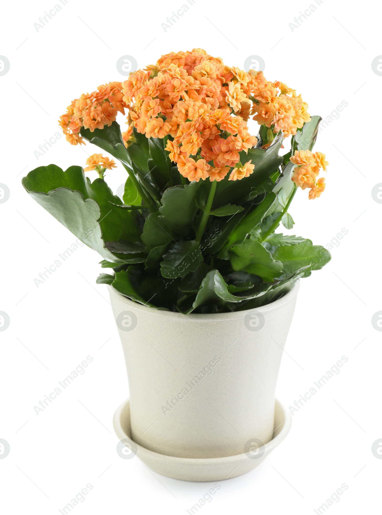 Photo of One beautiful kalanchoe flower in pot isolated on white