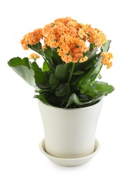 Photo of One beautiful kalanchoe flower in pot isolated on white