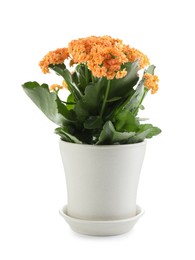 Photo of One beautiful kalanchoe flower in pot isolated on white