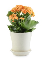 Photo of One beautiful kalanchoe flower in pot isolated on white