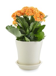 One beautiful kalanchoe flower in pot isolated on white