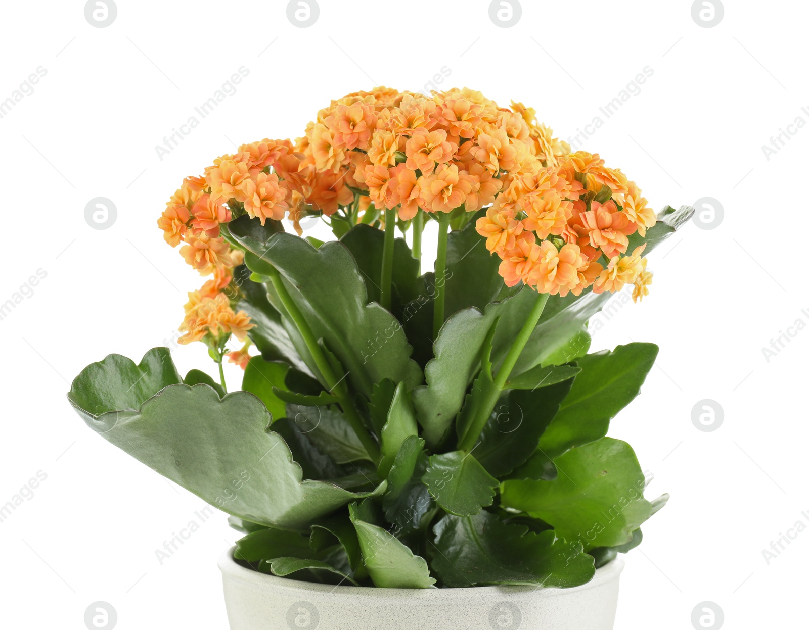 Photo of One beautiful kalanchoe flower in pot isolated on white