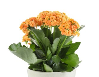 One beautiful kalanchoe flower in pot isolated on white