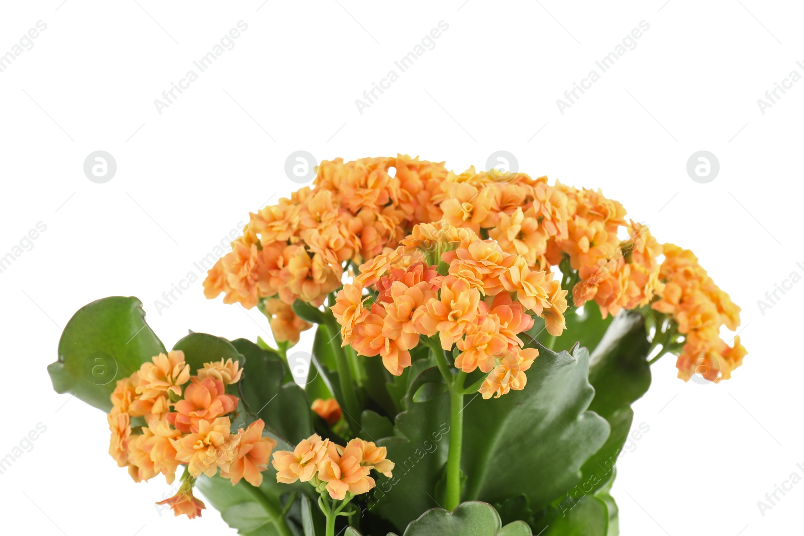 Photo of One beautiful kalanchoe flower isolated on white