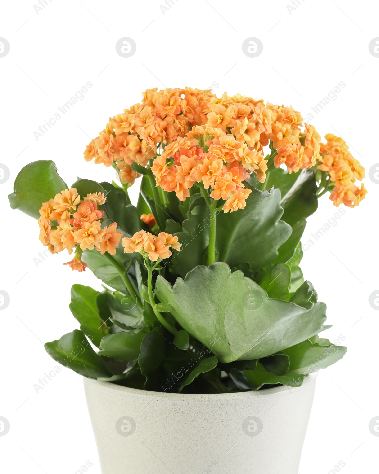 Photo of One beautiful kalanchoe flower in pot isolated on white