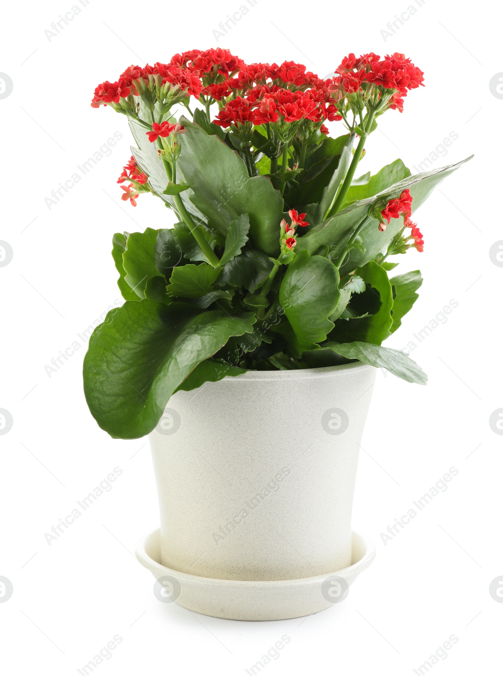 Photo of One beautiful kalanchoe flower in pot isolated on white