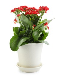 Photo of One beautiful kalanchoe flower in pot isolated on white