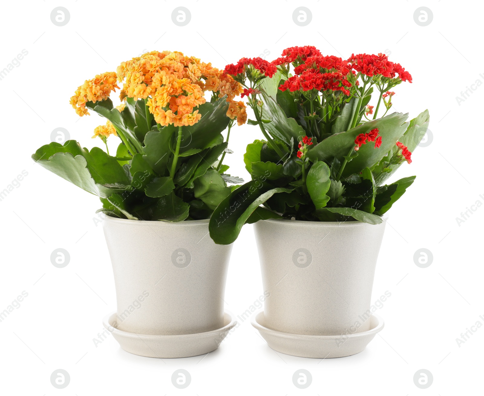 Photo of Different beautiful kalanchoe flowers in pots isolated on white