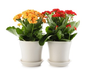 Photo of Different beautiful kalanchoe flowers in pots isolated on white