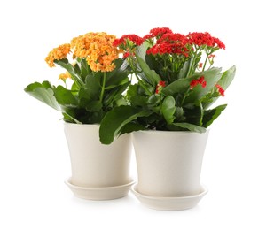 Photo of Different beautiful kalanchoe flowers in pots isolated on white