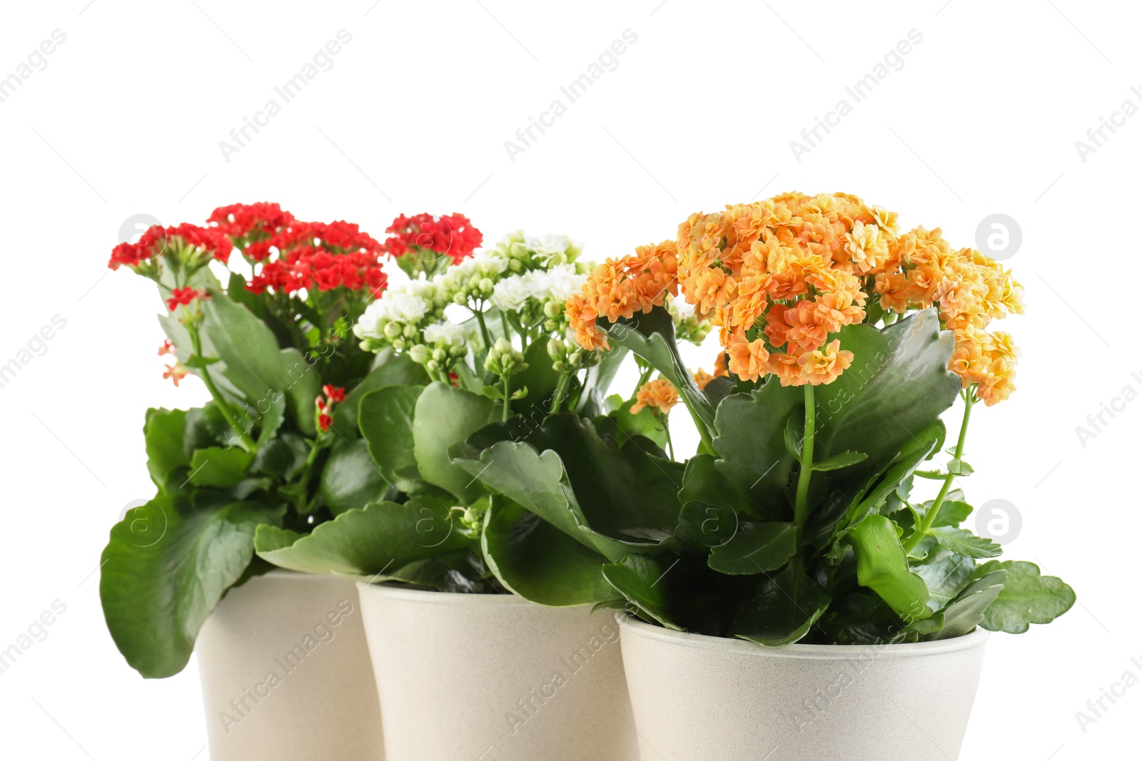 Photo of Different beautiful kalanchoe flowers in pots isolated on white