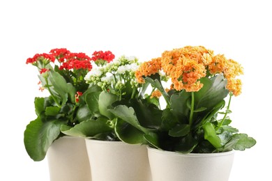 Different beautiful kalanchoe flowers in pots isolated on white