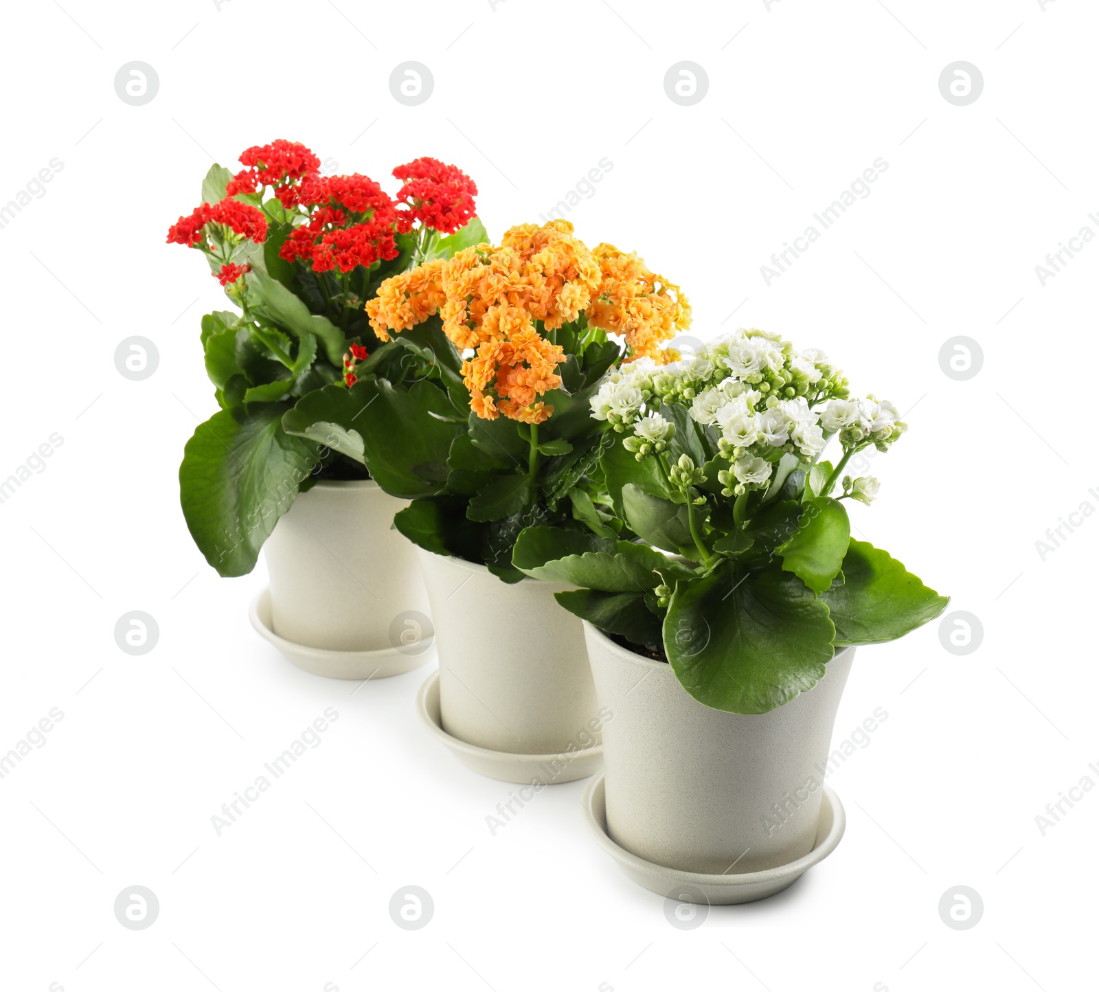 Photo of Different beautiful kalanchoe flowers in pots isolated on white