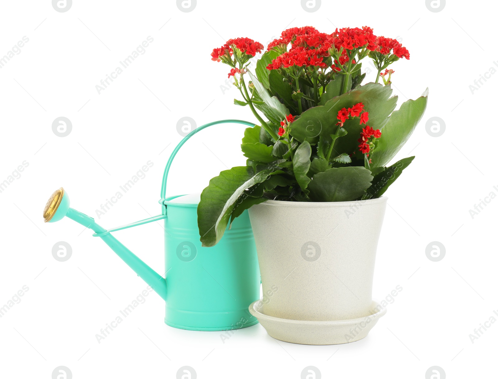 Photo of Beautiful kalanchoe flower in pot and watering can isolated on white