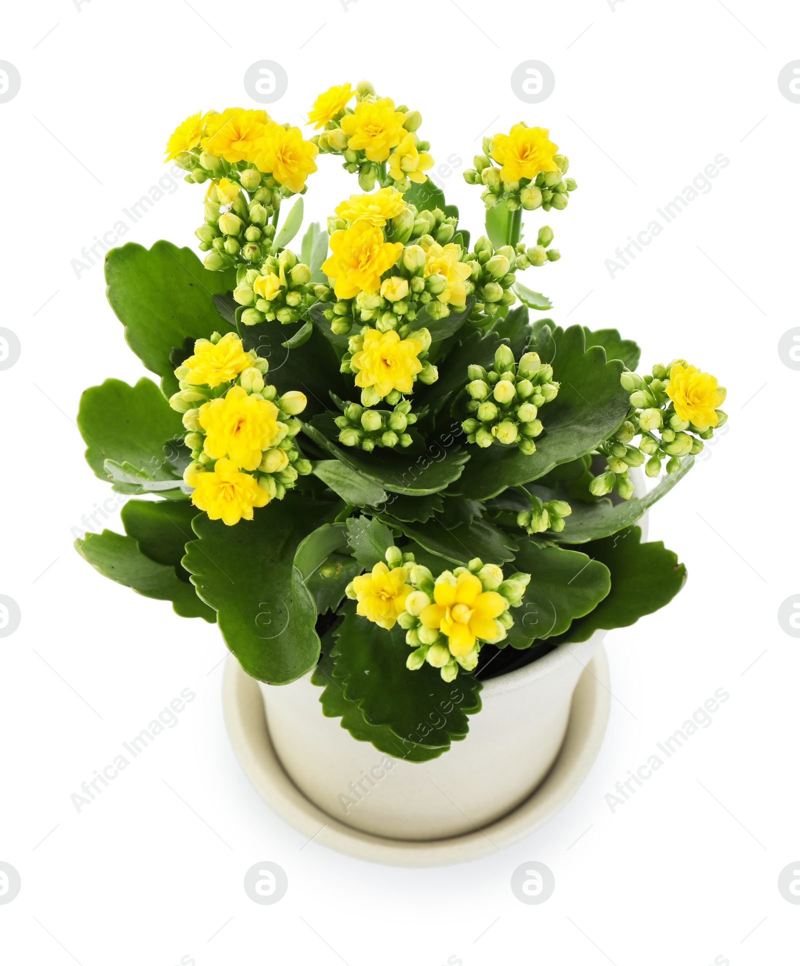 Photo of One beautiful kalanchoe flower in pot isolated on white, above view