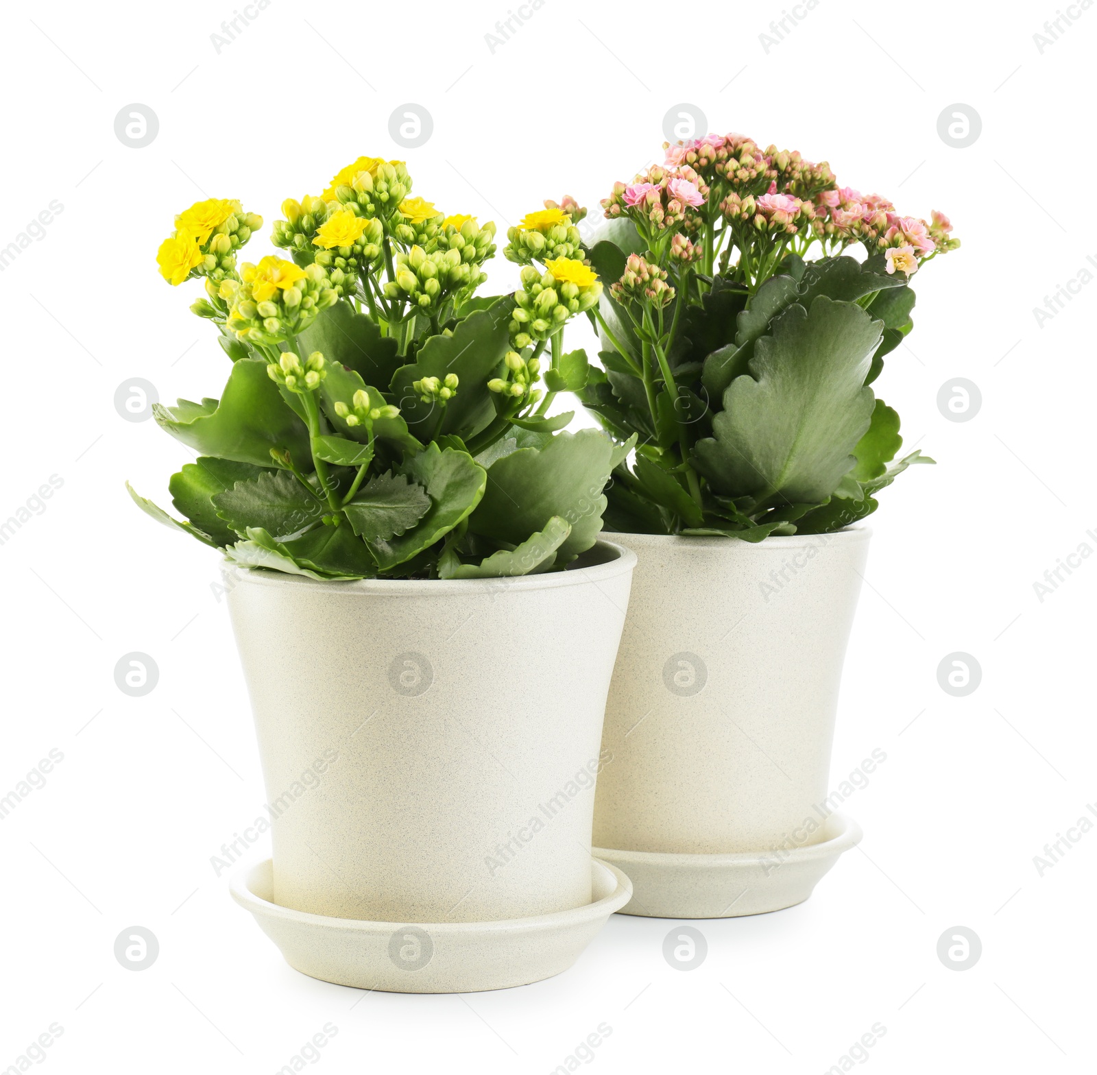 Photo of Different beautiful kalanchoe flowers in pots isolated on white