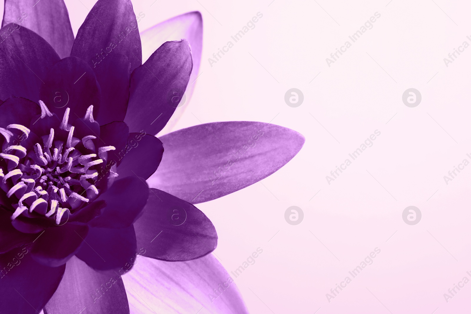 Image of Beautiful purple lotus flower on light background, closeup. Space for text