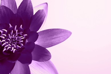 Image of Beautiful purple lotus flower on light background, closeup. Space for text