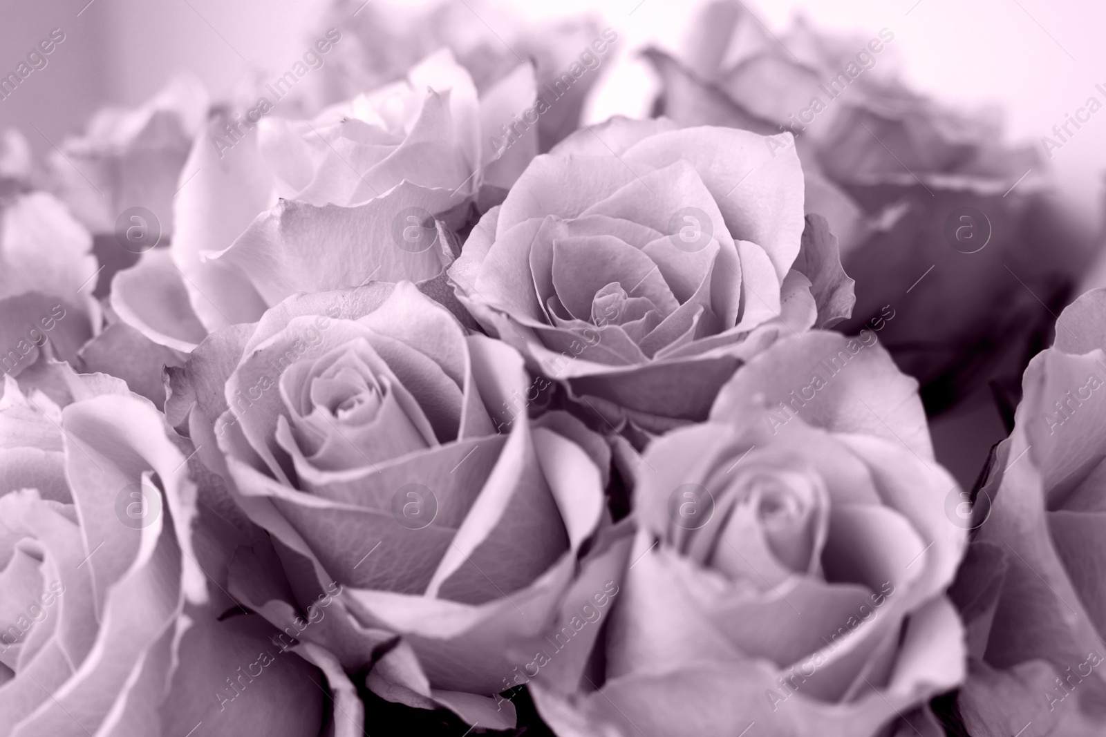 Image of Beautiful bouquet of rose flowers, closeup view. Toned in pastel violet color