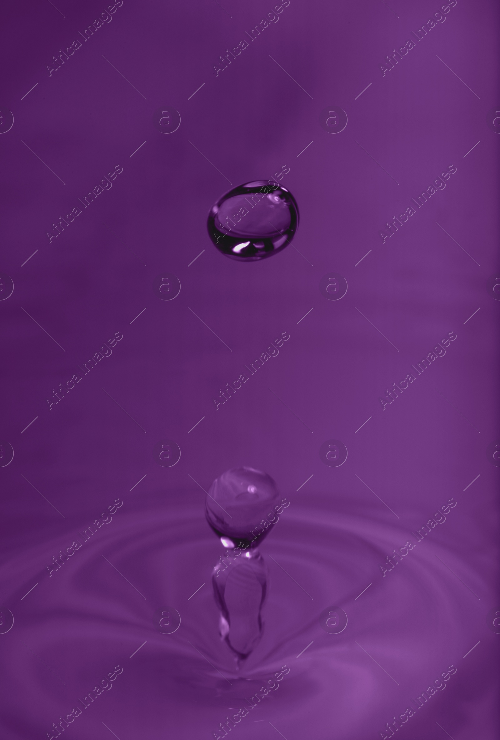 Image of Drop falling into water on purple background, macro view