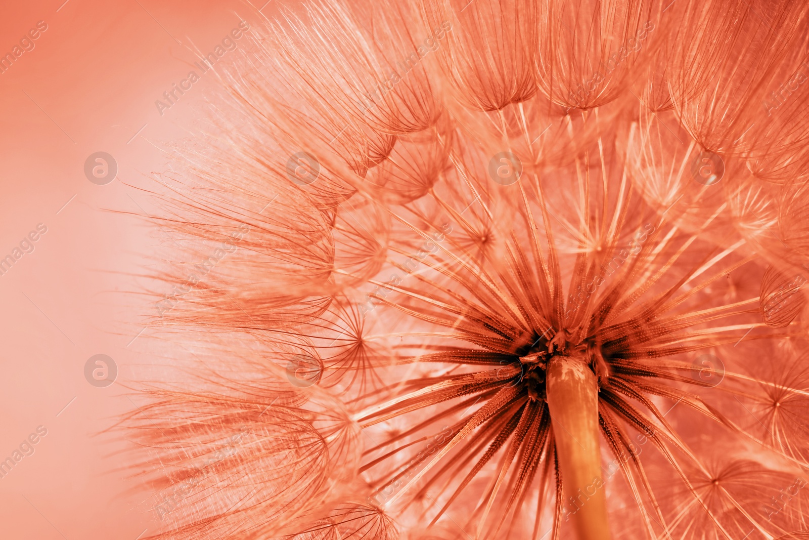 Image of Beautiful fluffy dandelion flower, closeup. Color toned